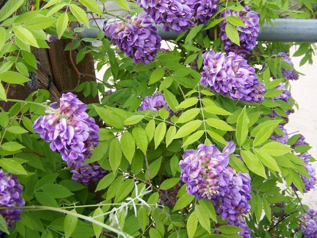 Amethyst Falls American Wisteria flowers